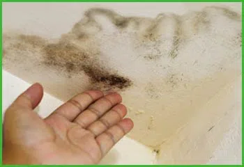 Fort Lauderdale Water & Mold Damage Fort Lauderdale, FL 954-374-6206 Fort Lauderdale Water & Mold Damage Fort Lauderdale, FL 954-374-6206